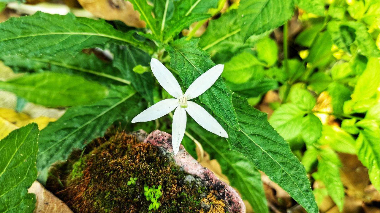 mengenal pohon korejat
